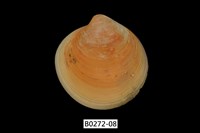 藏品(環文蛤(赤嘴仔))的圖片